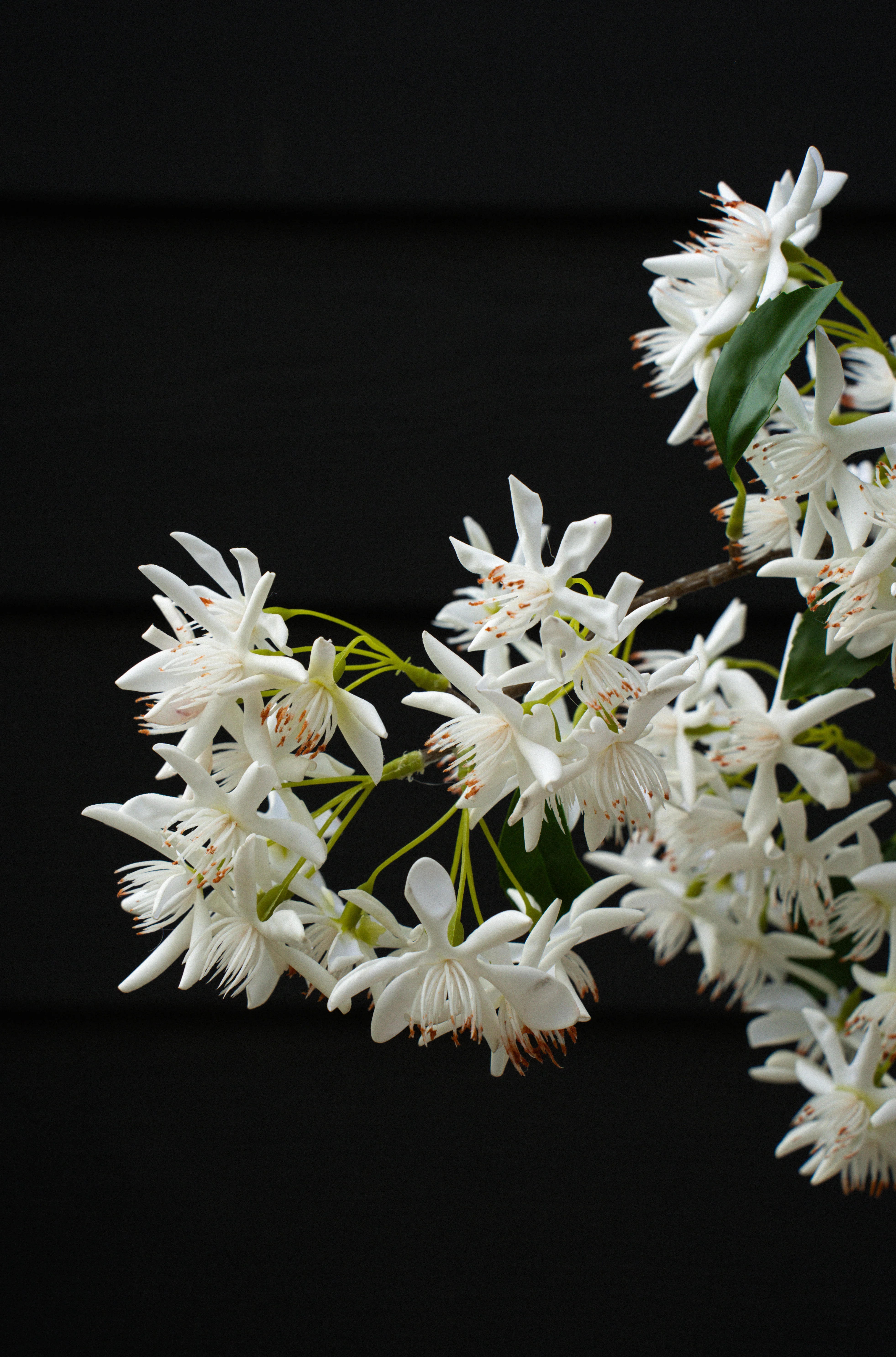 INDABA - STAR MAGNOLIA REAL TOUCH BRANCH