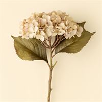 INDABA - HEIRLOOM HYDRANGEA STEM, WHITE