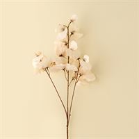 INDABA - SWEET PEA STEM