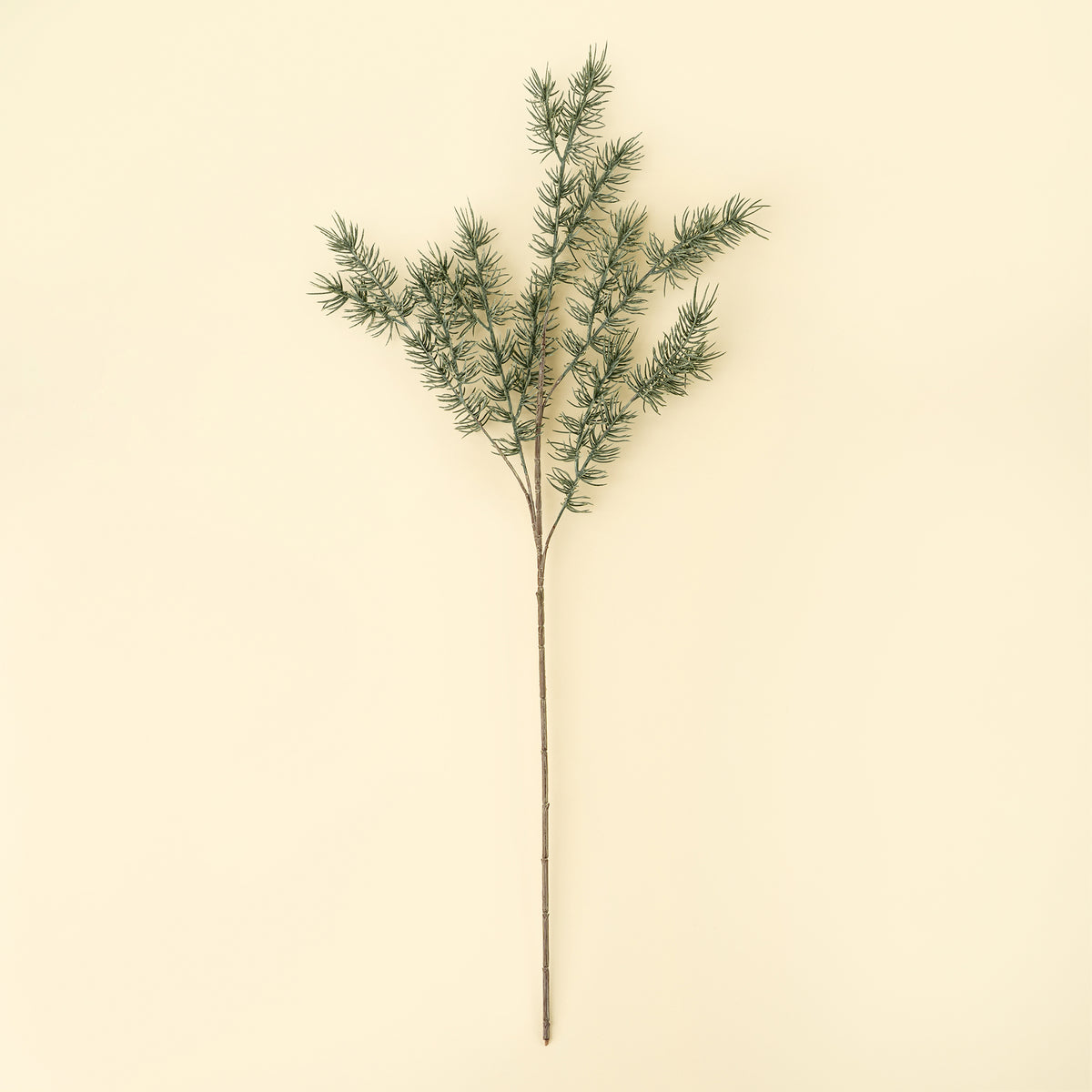 INDABA - CYPRESS SPRIG
