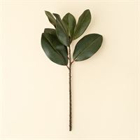 INDABA - MAGNOLIA LEAF BRANCH