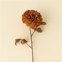 INDABA - POMPON DAHLIA STEM, BROWN