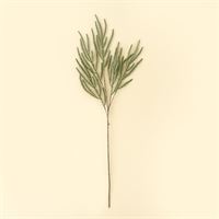 INDABA - NORWAY SPRUCE SPRIG