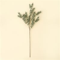 INDABA - CYPRESS SPRIG